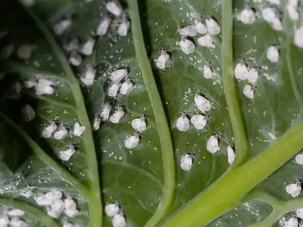 Whitefly Aleyrodes proletella agricultural pest on cabbage leaf.