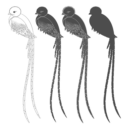 Set of black and white illustrations with a quetzal bird. Isolated vector objects.