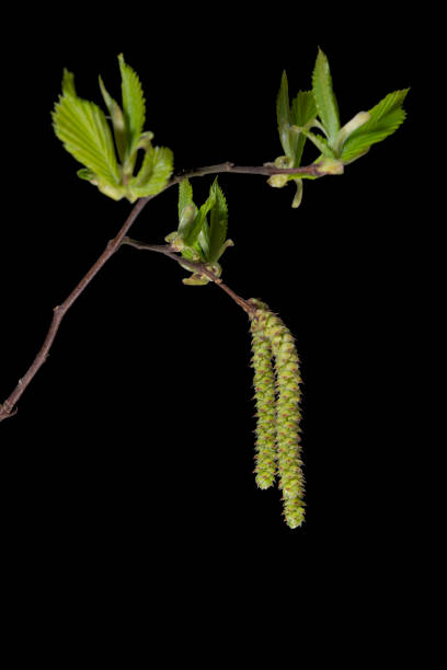 A branch with willows seed isolated on black. stock photo