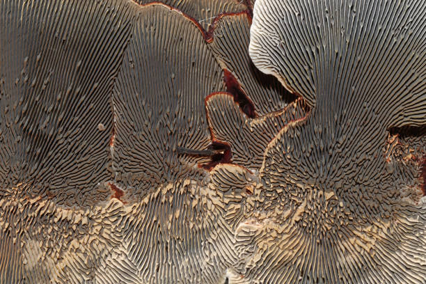 istock Lame de champignon grises - Gray Mushroom Blade. 1440527201