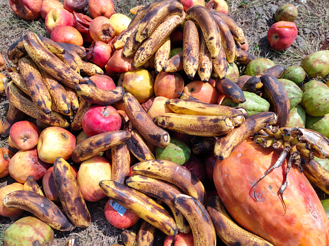 Rotten apples, banana and other fruits on a compost heap