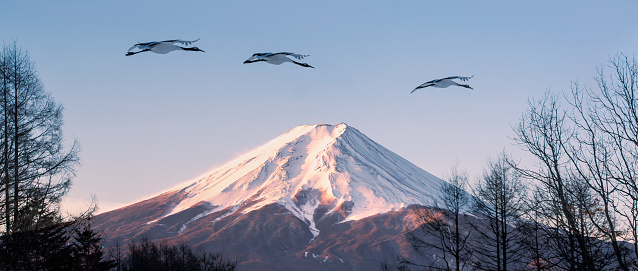 Landscape of Fuji Mountain with Red-crowned crane flying on blue sky, Japan travel concept.