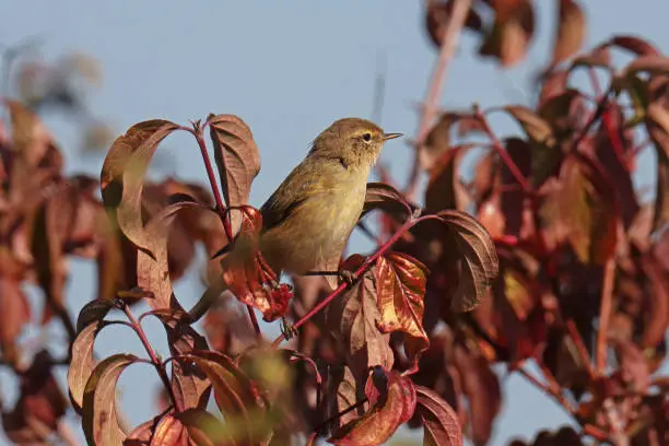 04 october 2022, Basse Yutz, Yutz, Thionville Portes de France, Moselle, Lorraine, Grand Est, France. In a pasture, a Common Chiffchaff perched in a hedge. He looks aside.