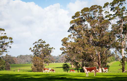 Cattle in a field with gum trees to the south of Perth in Western Australia.
