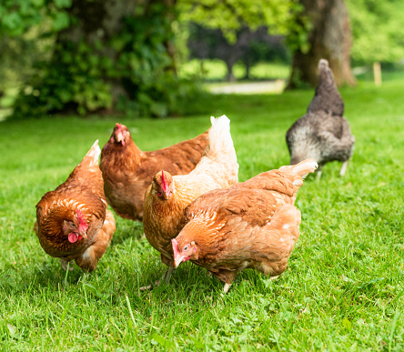 A group of organic free range hens foraging for food outdoors in woodland grass.