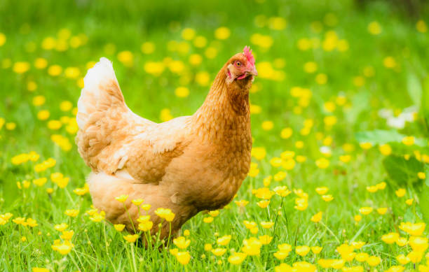istock Rhode Island Red hen in early summer 1440529814