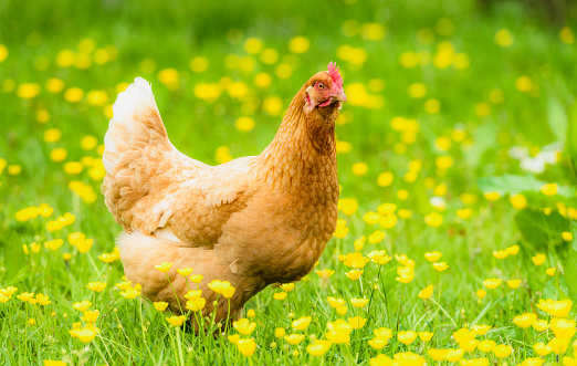 A hen out foraging in a meadow field, covered in yellow buttercup flowers in early summer.