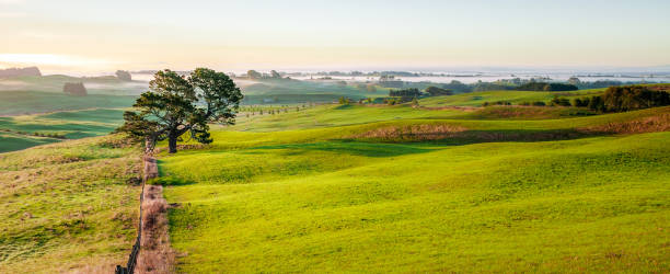 Idyllic morning landscape Rolling hills and distant countryside mist in New Zealand's Waikato region on the North Island. waikato region stock pictures, royalty-free photos & images