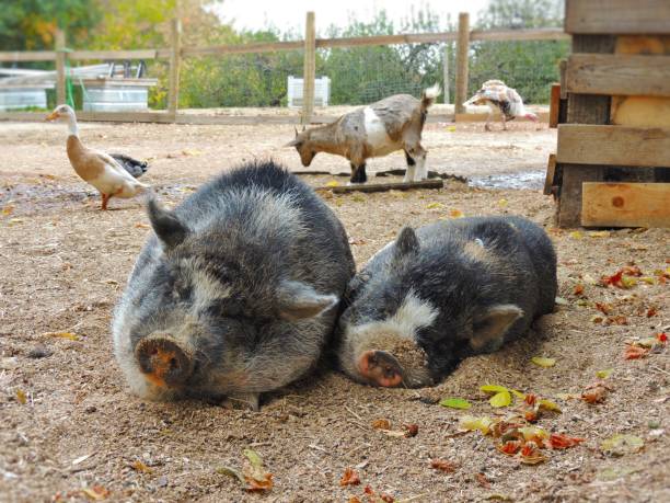 istock Two gray pigs sleeping in a barn yard among other farm animals 1440529923