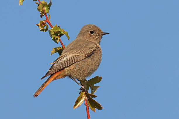 rouge kolejka noir - czarny redstart (phoenicurus ochruros). - phoenicurus zdjęcia i obrazy z banku zdjęć