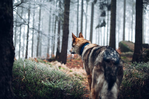 Wolfdog with a collar walking in the winter forest