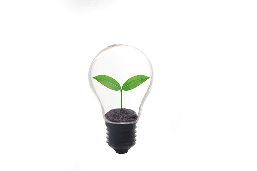 Growing plants in bulbs (business growth idea)