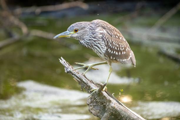 istock Closeup shot of a Black-crowned night heron 1440531994