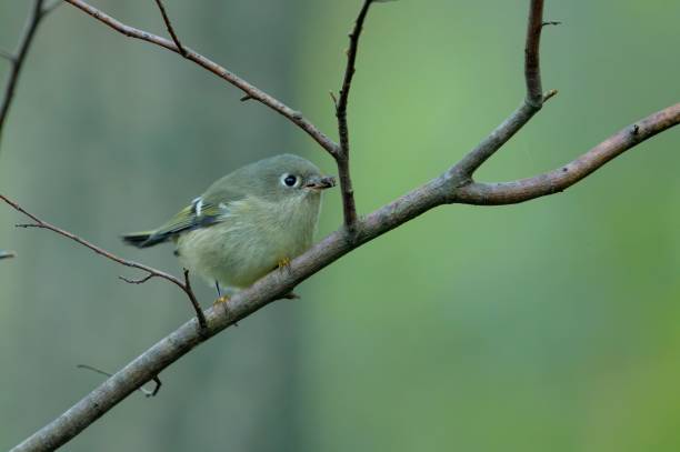 istock Closeup shot of a Ruby-crowned kinglet on a tree 1440532081