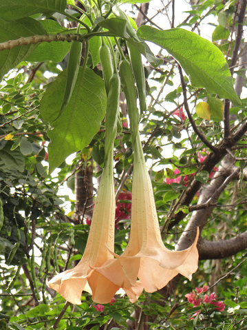 A vertical shot of flowers growing on the Brugmansia tree