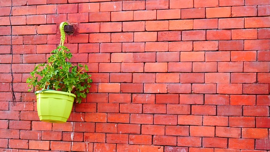 A small green potted plant hanging on a red brick wall