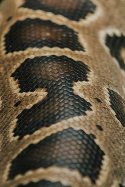istock Vertical closeup shot of details on python scales in a forest 1440532873