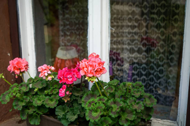 Beautiful decorative potted pelargonium flowers on a windowsill
