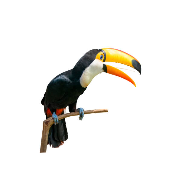 istock Toucan bird in a tree branch on white isolated background 1440533445