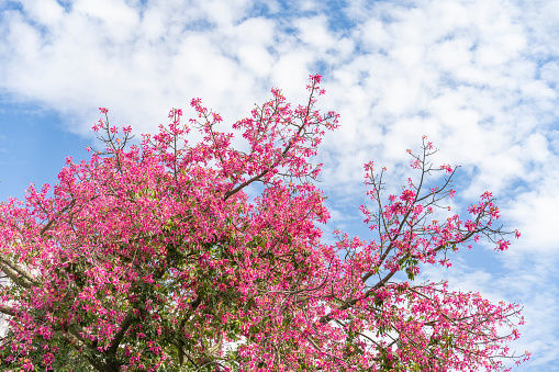 pink silk floss tree flower on blue sky background