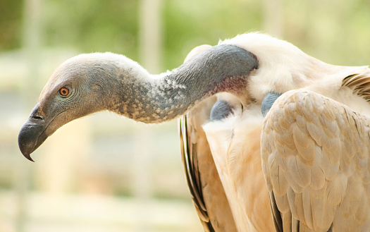 A close up shot of an african vulture, scavenger bird of prey on a blurry background