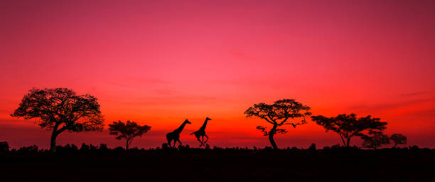 istock sunset and sunrise.Panorama silhouette tree in africa with sunset.Dark tree on open field dramatic sunrise.Safari theme.Giraffes. 1440533679
