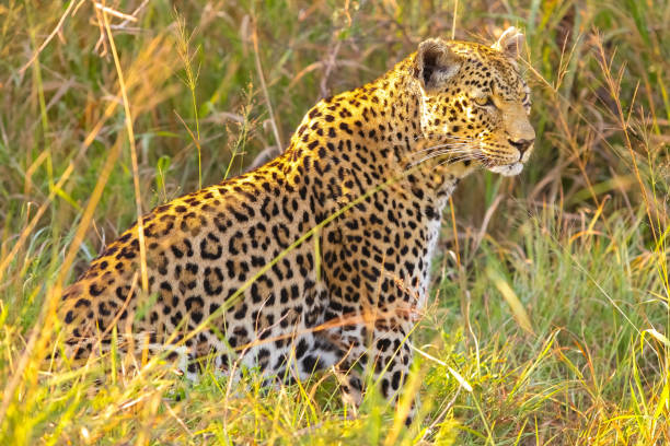 istock Beautiful leopard in its natural habitat on a sunny day 1440533830
