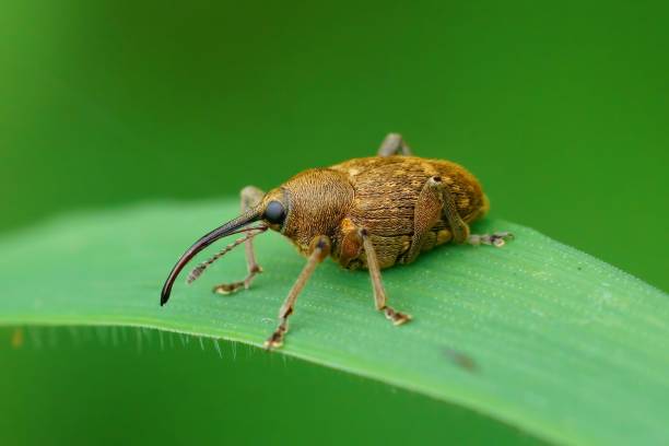 крупный план жука curculio glandium на травинке и размытом фоне - long leaf grass blade of grass стоковые фото и изображения