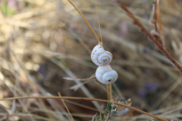 A selective focus shot of a Gastropod on a twig