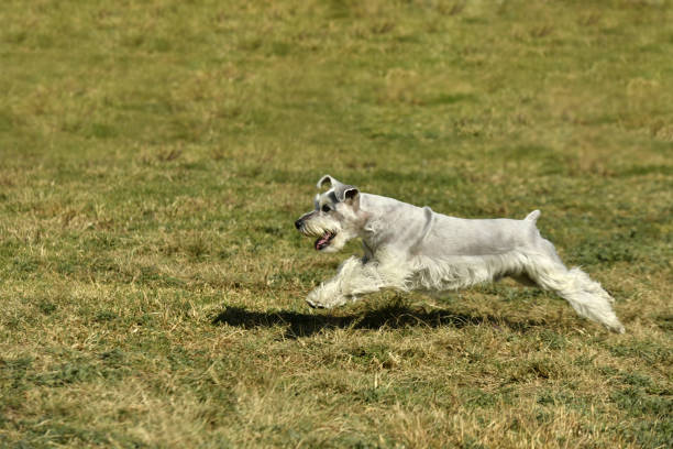 A selective focus shot of a standard schnauzer running on a green grass