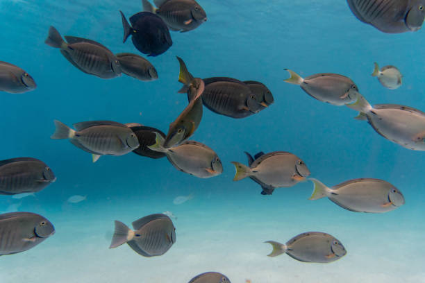 plan incroyable d’un banc de poissons nageant dans l’eau cristalline - crystally photos et images de collection