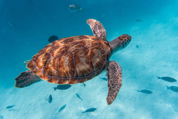 vue incroyable d’une tortue de mer nageant dans l’eau cristalline - crystally photos et images de collection