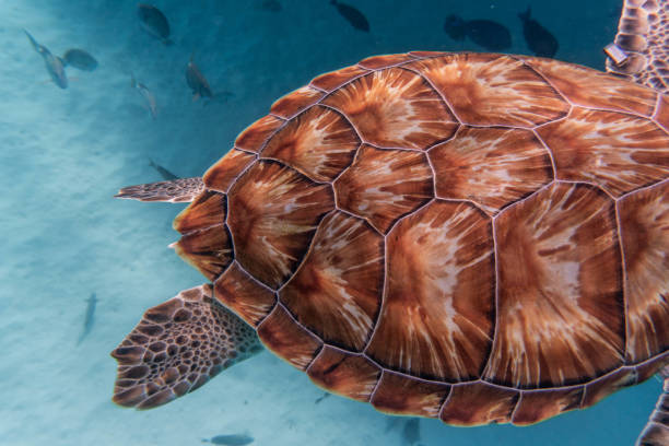 vue incroyable d’une tortue de mer nageant dans l’eau cristalline - crystally photos et images de collection