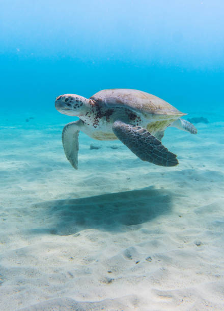 plan vertical d’une incroyable tortue de mer nageant dans l’eau cristalline - crystally photos et images de collection