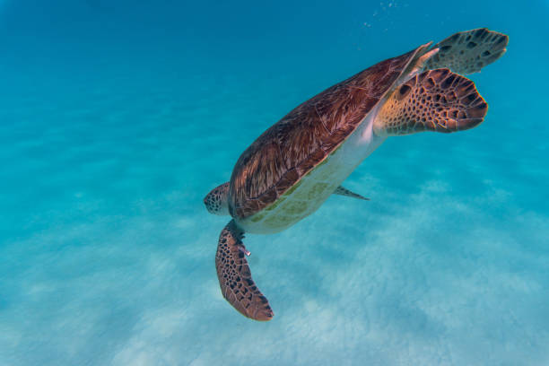 vue incroyable d’une tortue de mer nageant dans l’eau cristalline - crystally photos et images de collection
