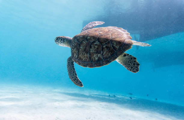 plan incroyable d’une tortue de mer nageant dans l’eau cristallinea - crystally photos et images de collection