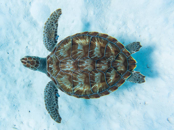 vue incroyable d’une tortue de mer nageant dans l’eau cristalline - crystally photos et images de collection