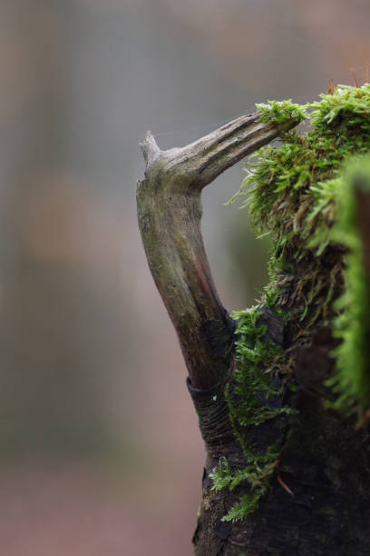 istock Vertical shot of a tree trunk covered in mosses in a forest with a blurry background 1440535287