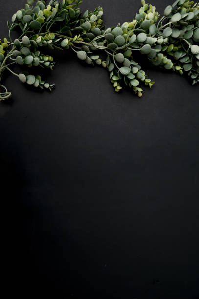 istock Top view of eucalyptus branch on a black background 1440535357