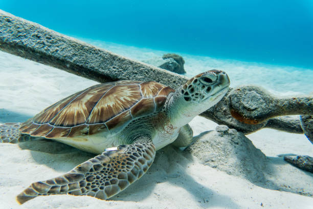 vue incroyable d�’une tortue de mer nageant dans l’eau cristalline - crystally photos et images de collection