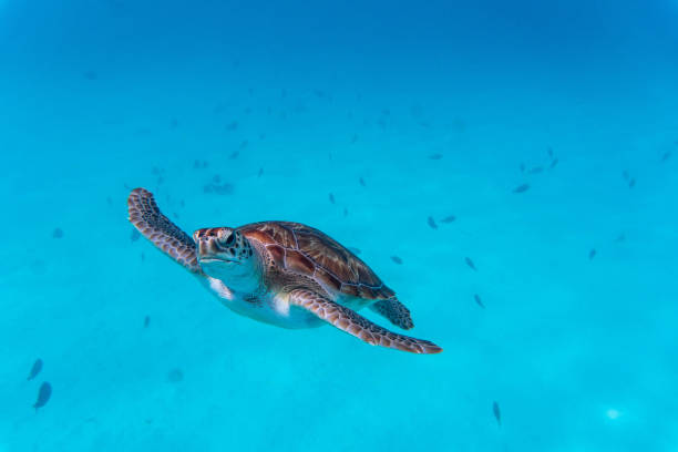 vue incroyable d’une tortue de mer nageant dans l’eau cristalline - crystally photos et images de collection