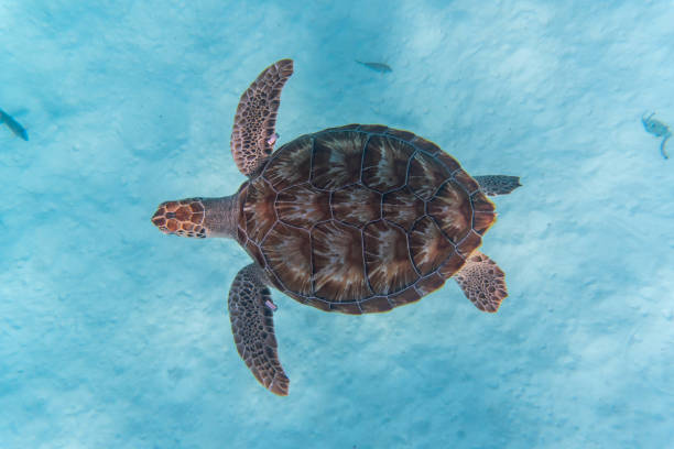 vue incroyable d’une tortue de mer nageant dans l’eau cristalline - crystally photos et images de collection