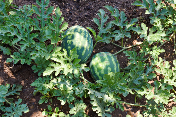 istock Watermelons in the garden 1440535565
