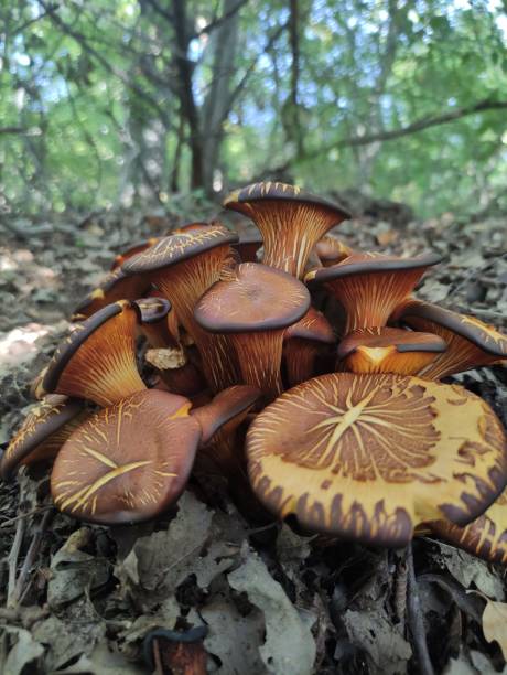 수직 아가리쿠스 실바티쿠스 소나무 버섯 숲 배경에서 자라는 - 숲주름버섯 뉴스 사진 이미지