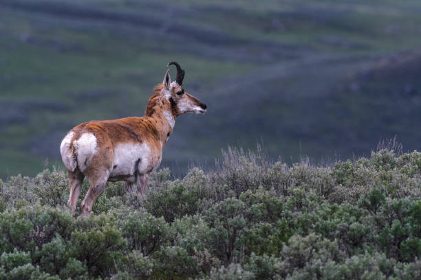 istock Selective focus shot of a pronghorn antelope in a field 1440535775