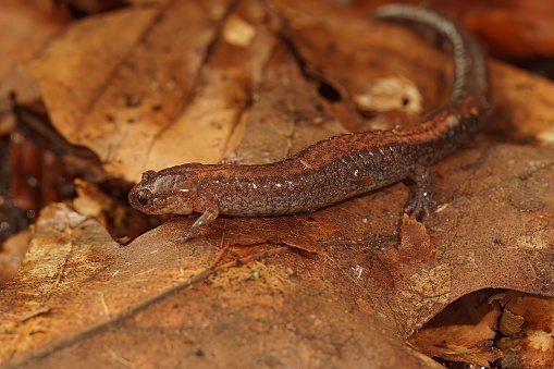 A closeup of a Red-backed salamander (Plethodon cinereus) on dried brown leaves