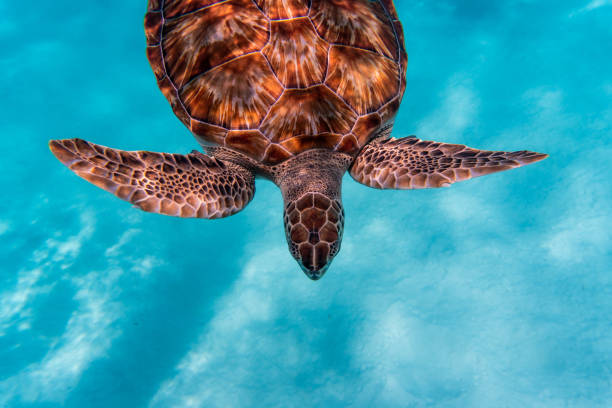 vue incroyable d’une tortue de mer nageant dans l’eau cristalline - crystally photos et images de collection