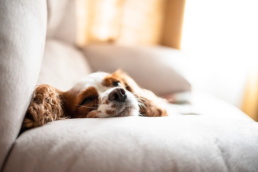 An adorable Cavalier King Charles Spaniel dog with big ears resting and dreaming on white sofa