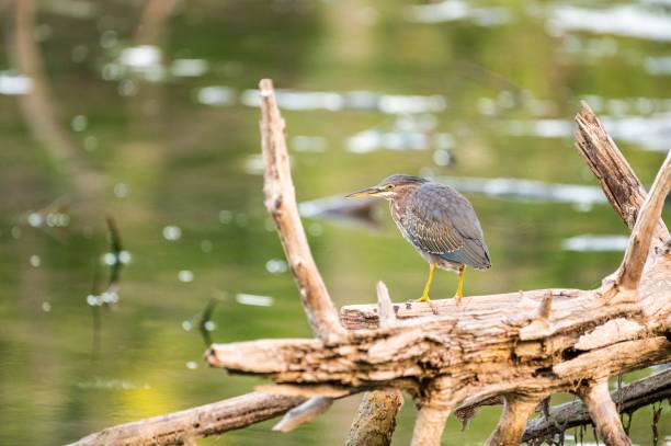 selective focus of a green heron (butorides virescens) perched on a dry tree branch by a lake - virescens imagens e fotografias de stock