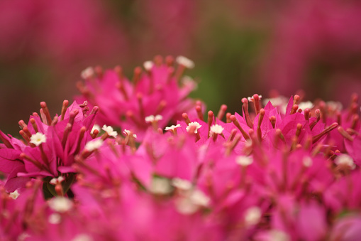 A selective focus shot of beautiful pink spur flowers in t. Perfect for wallpaper